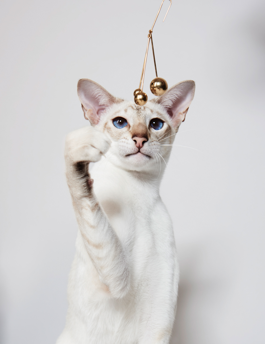 PussPuss_M13_179_1